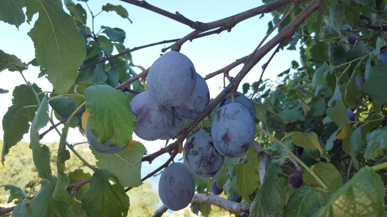 Tempera * Povlja (Brac)